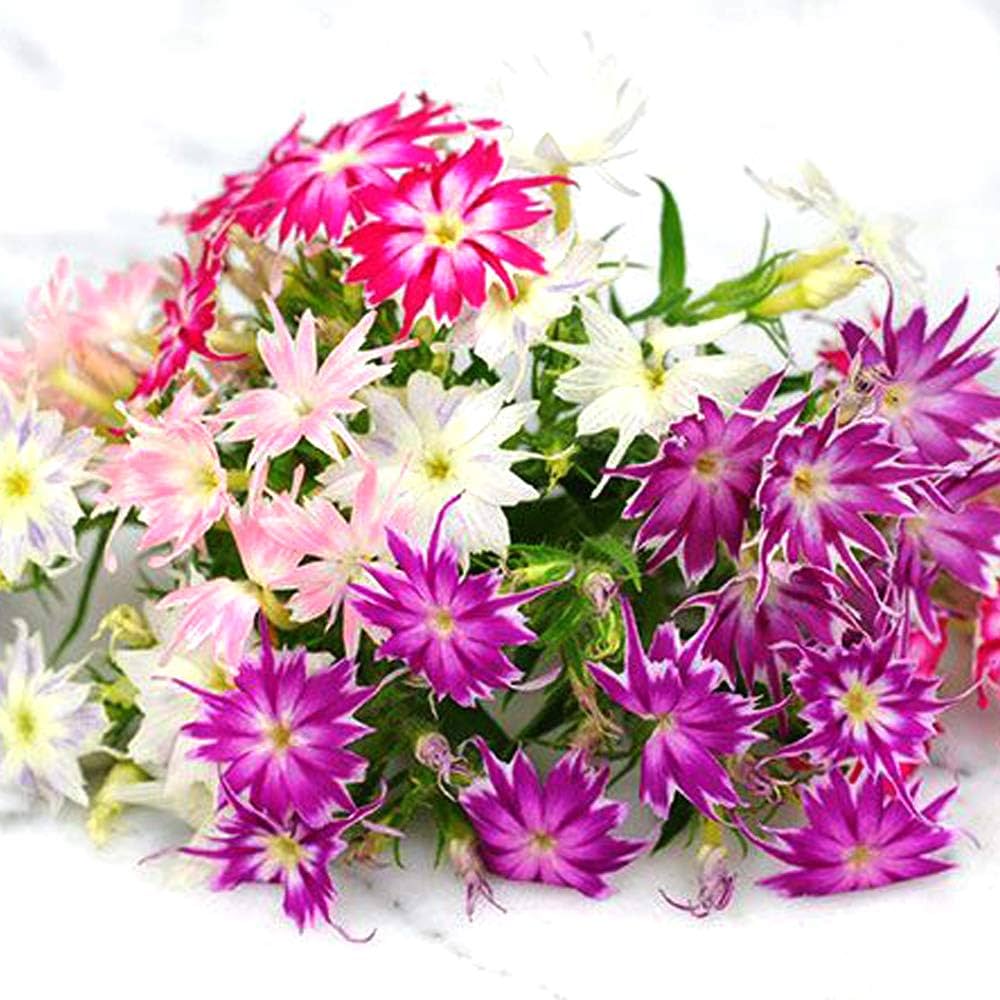 Phlox (‘21st Century Butter’) for planting in garden